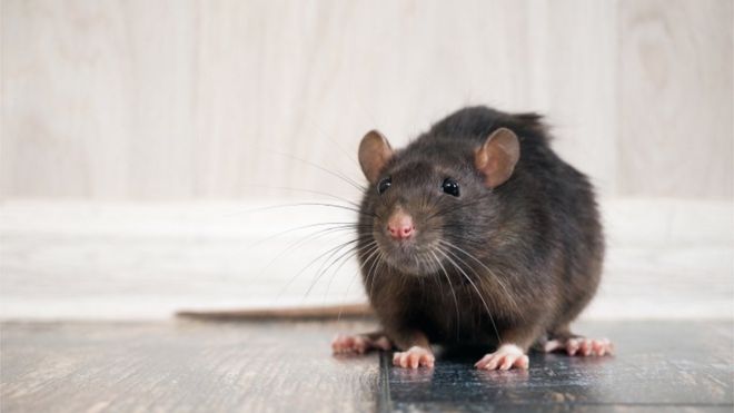 Coronavirus: por qué la pandemia está haciendo que las ratas tengan un comportamiento más agresivo