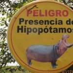 Esterilizan hipopótamos descendientes de los que Pablo Escobar llevó a la Hacienda Nápoles
