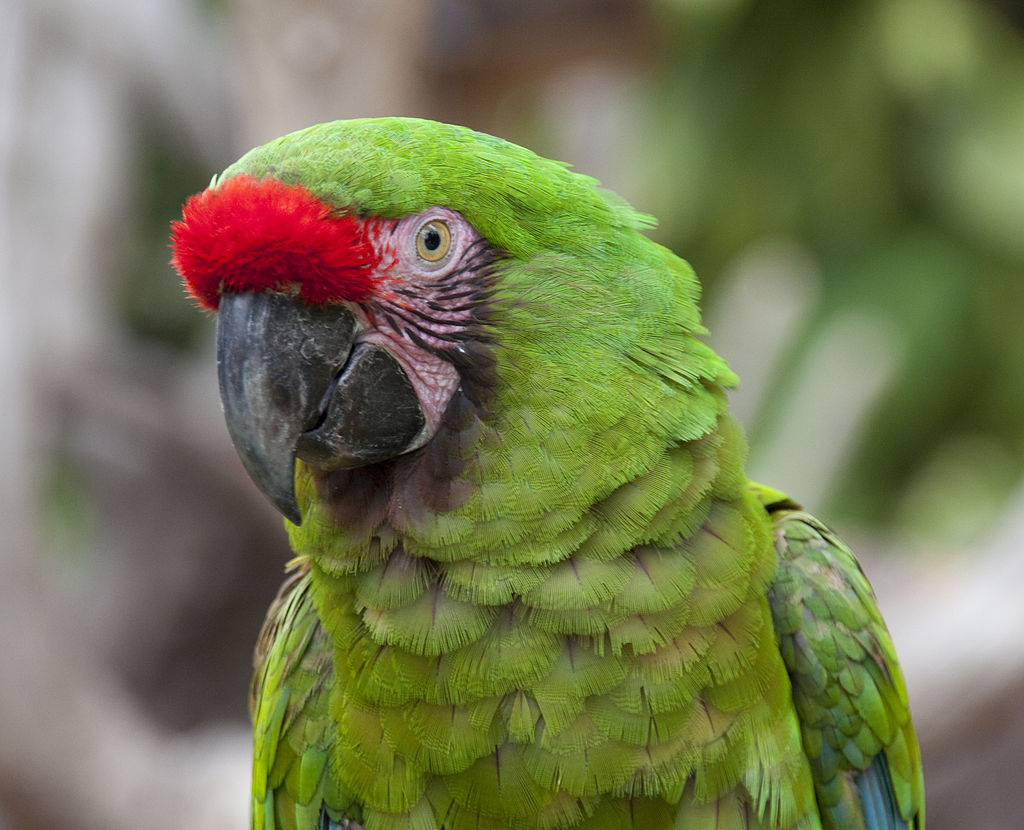 Nace guacamaya militar en peligro de extinción en el Zoológico La Aurora