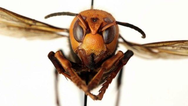 “Su veneno es más tóxico que cualquier especie”: cómo pretende México evitar la llegada del avispón gigante asesino