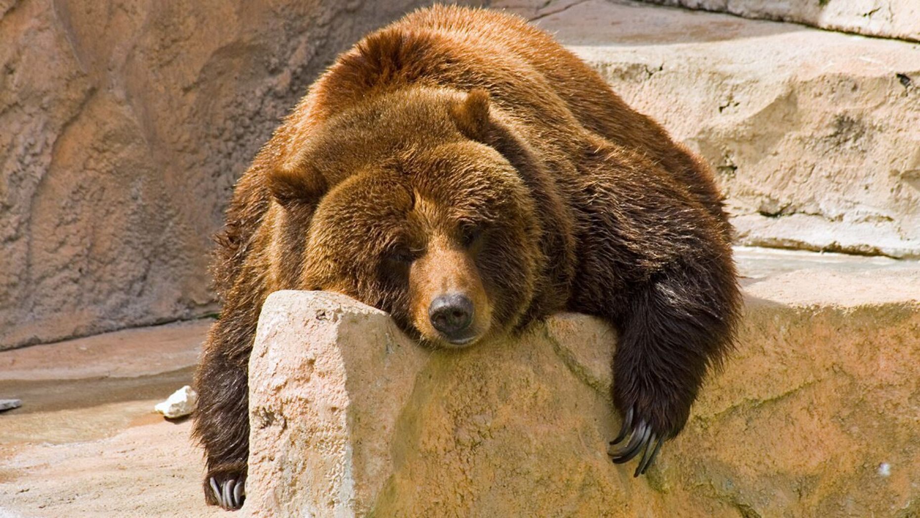 Video: Hombre entra sin permiso e intenta ahogar a un oso en zoológico de Polonia