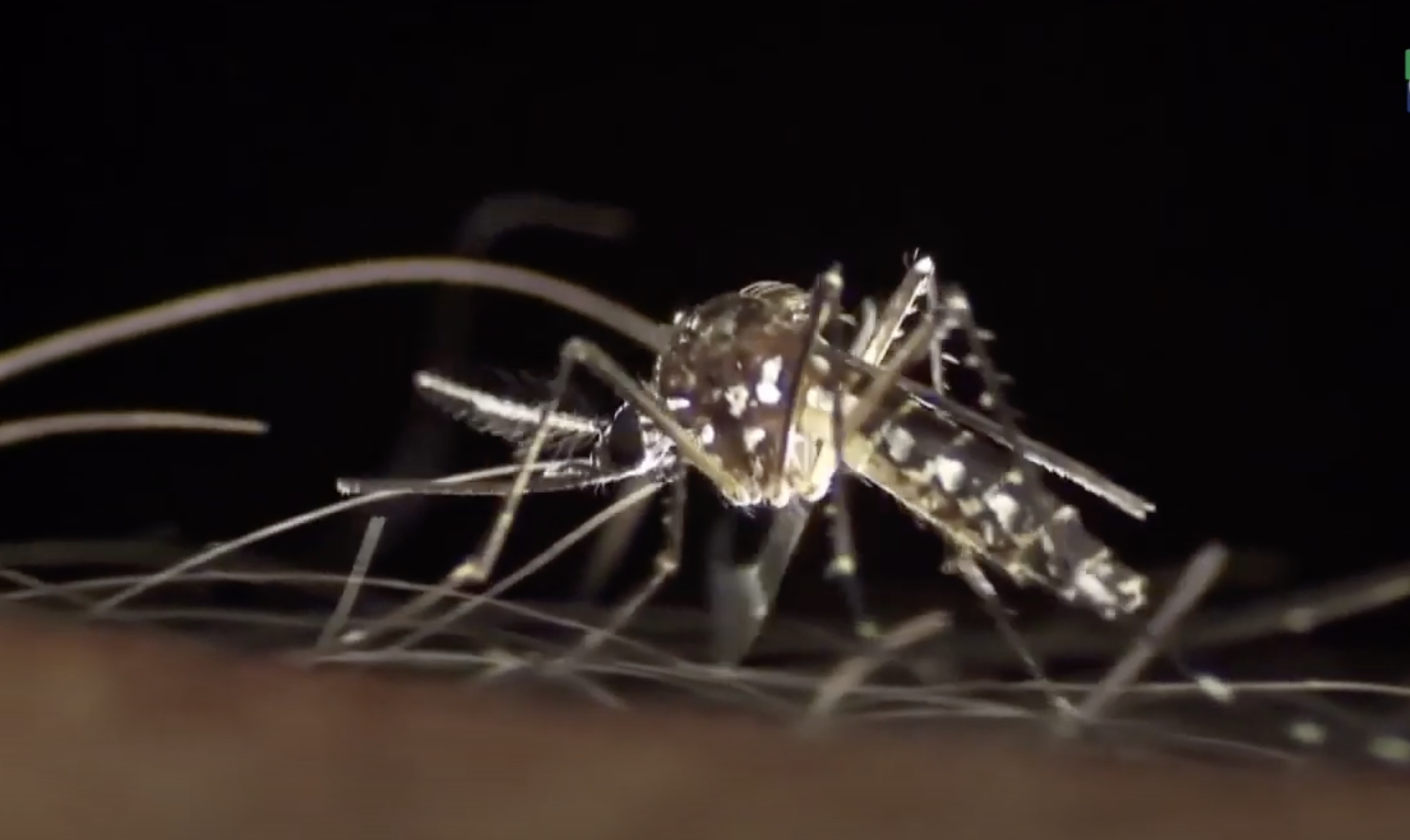 Casos de dengue aumentan en un 30% en comparación a 2019