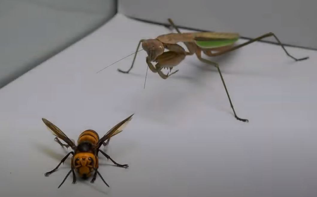 Video: avispón asesino es devorado por mantis religiosa en un veloz y brutal ataque