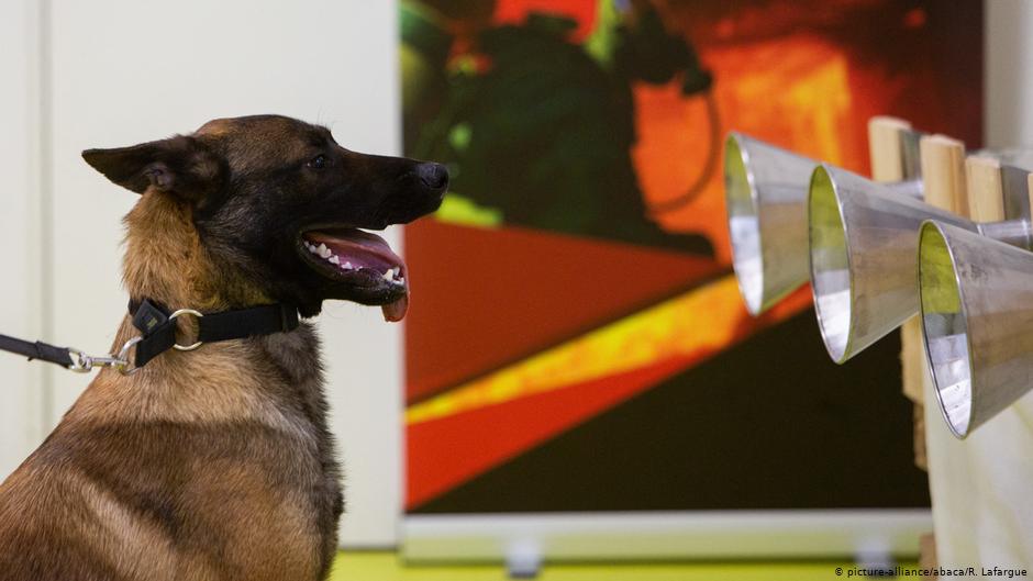 Perros detectan COVID-19 con el olfato en proyecto piloto