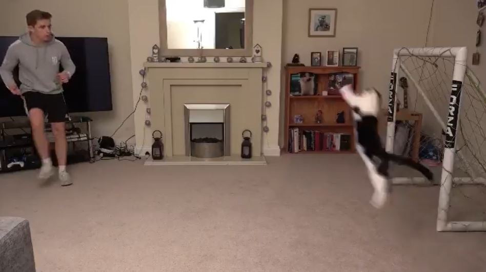 El sorprendente video en el que un gato ataja todos los penales de su dueño