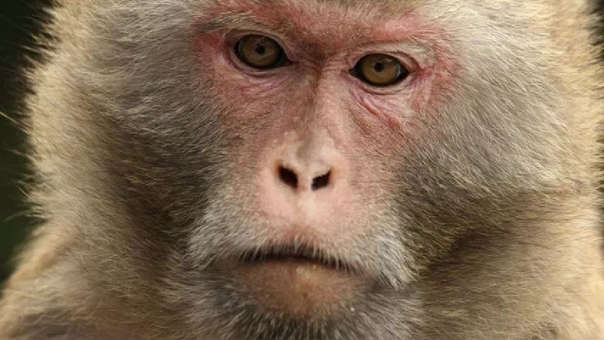 Mono macaco