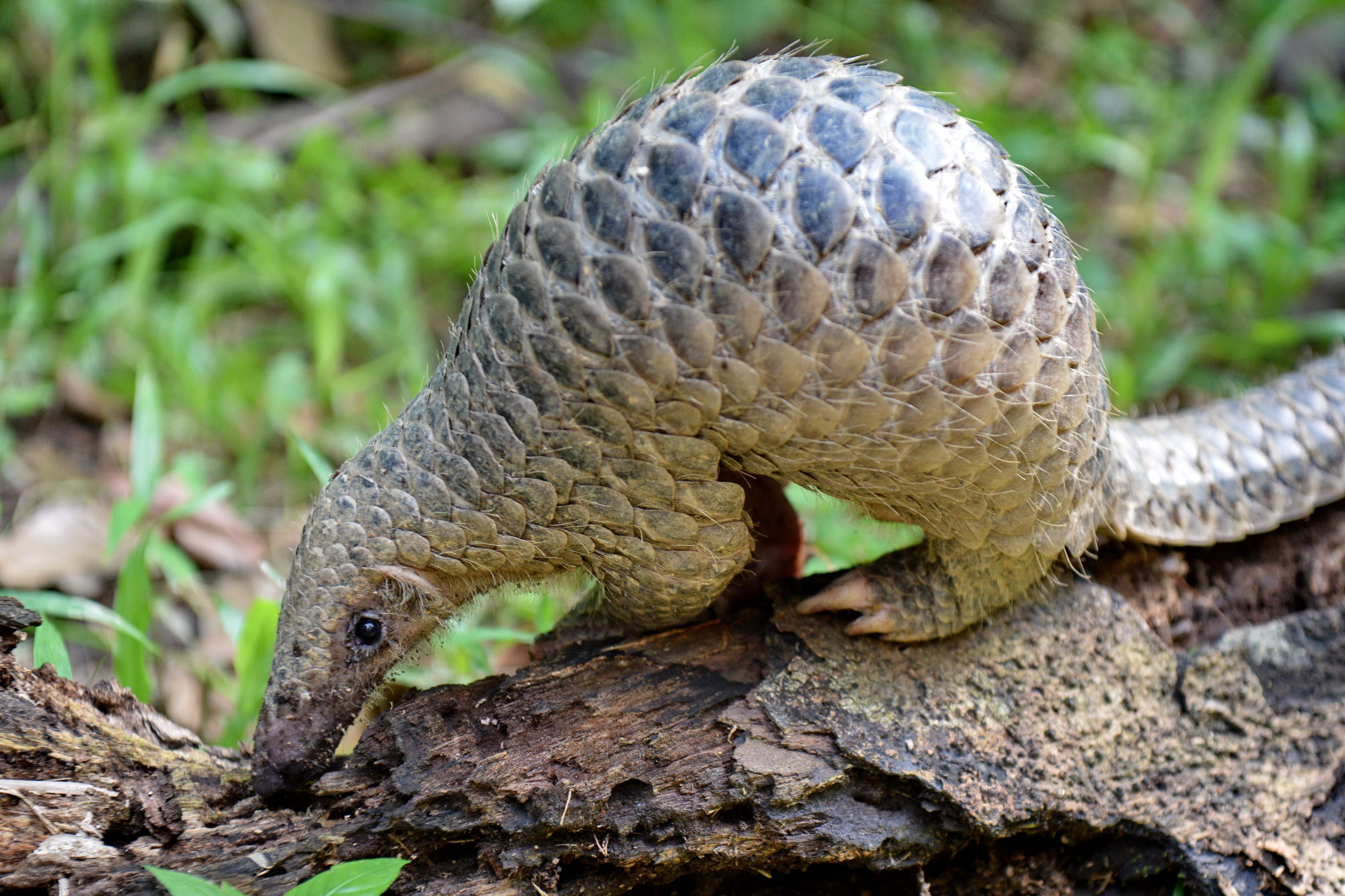 Uganda incauta cientos de escamas de pangolines, animal muy amenazado