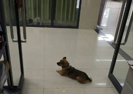 La historia del perro que fue durante tres meses al hospital donde falleció su dueño por coronavirus