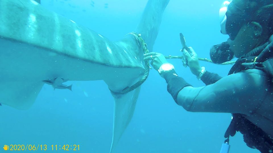 Tiburón ballena fue rescatado por unos buzos en Tailandia