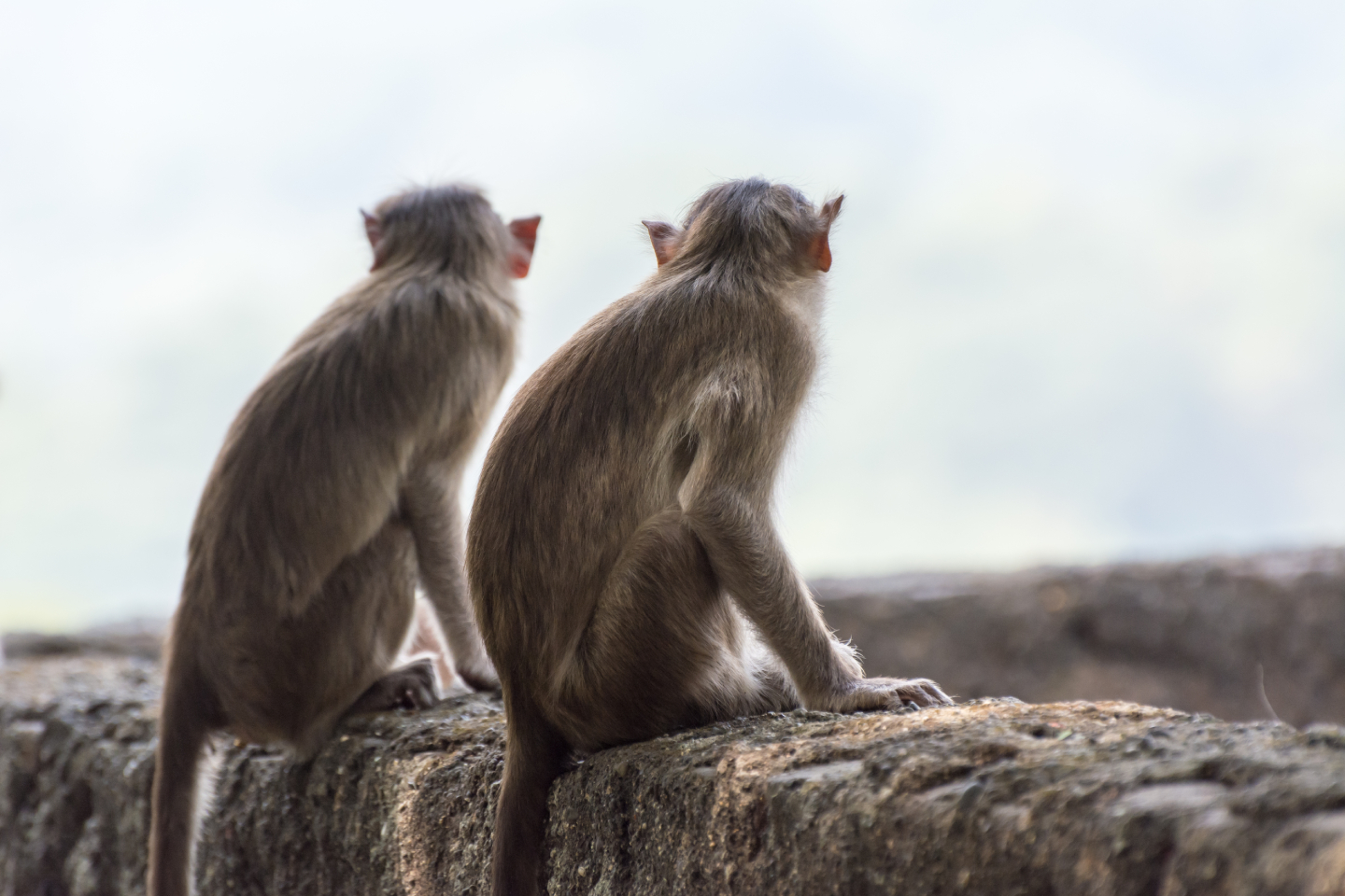 ¿Se pueden investigar vacunas contra la COVID-19 en la época del animalismo?