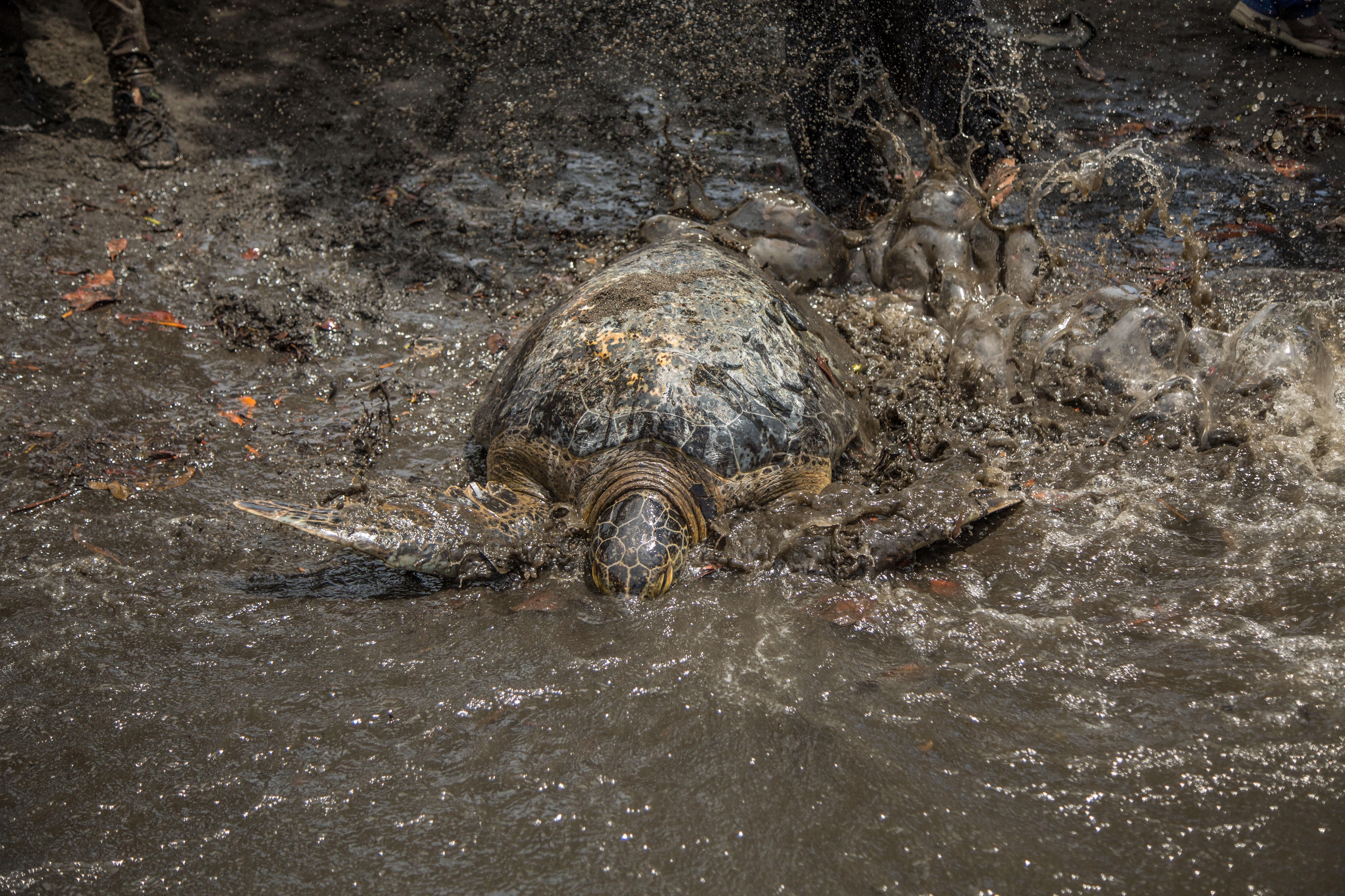 Video: el momento en que una tortuga regresó al mar en Sipacate luego de haber sido golpeada por una lancha