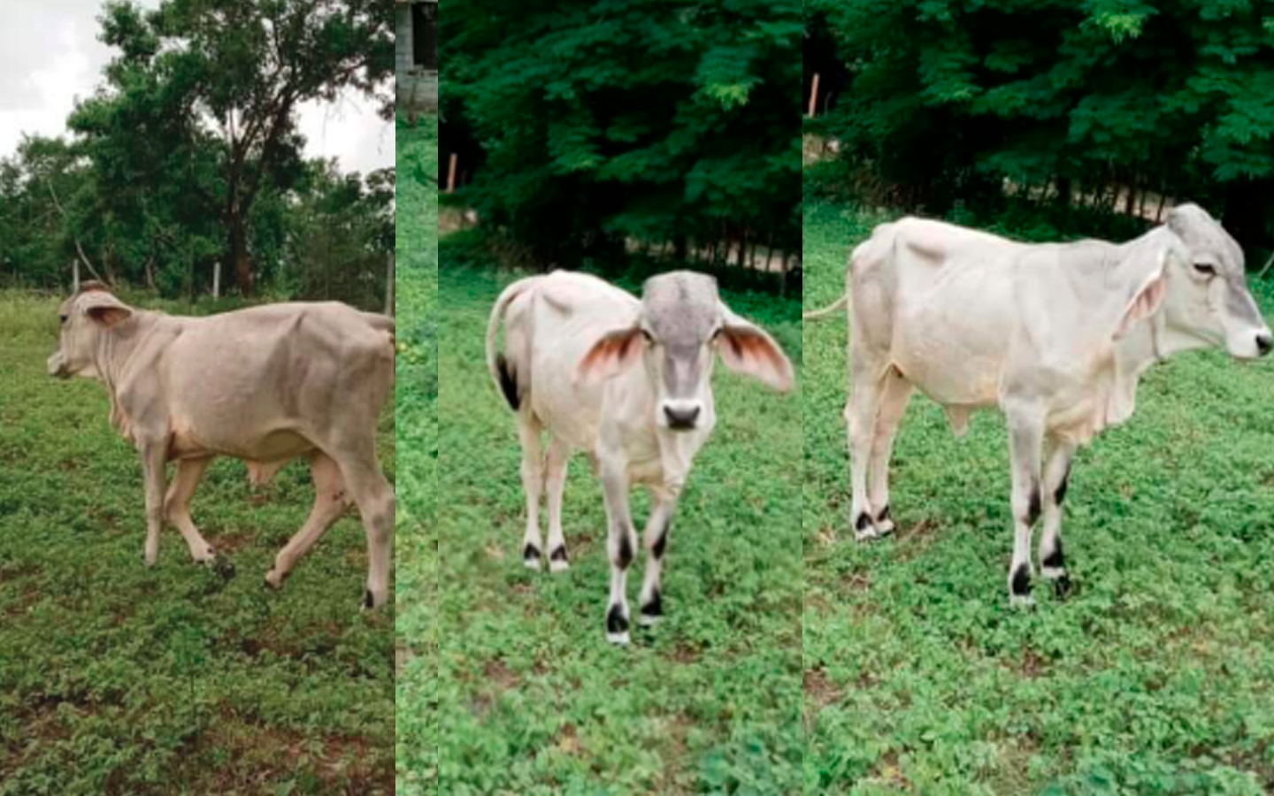 Vaca Sanarate
