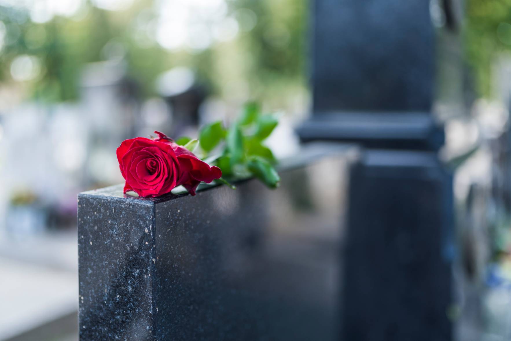 Lo que susurran las flores del cementerio
