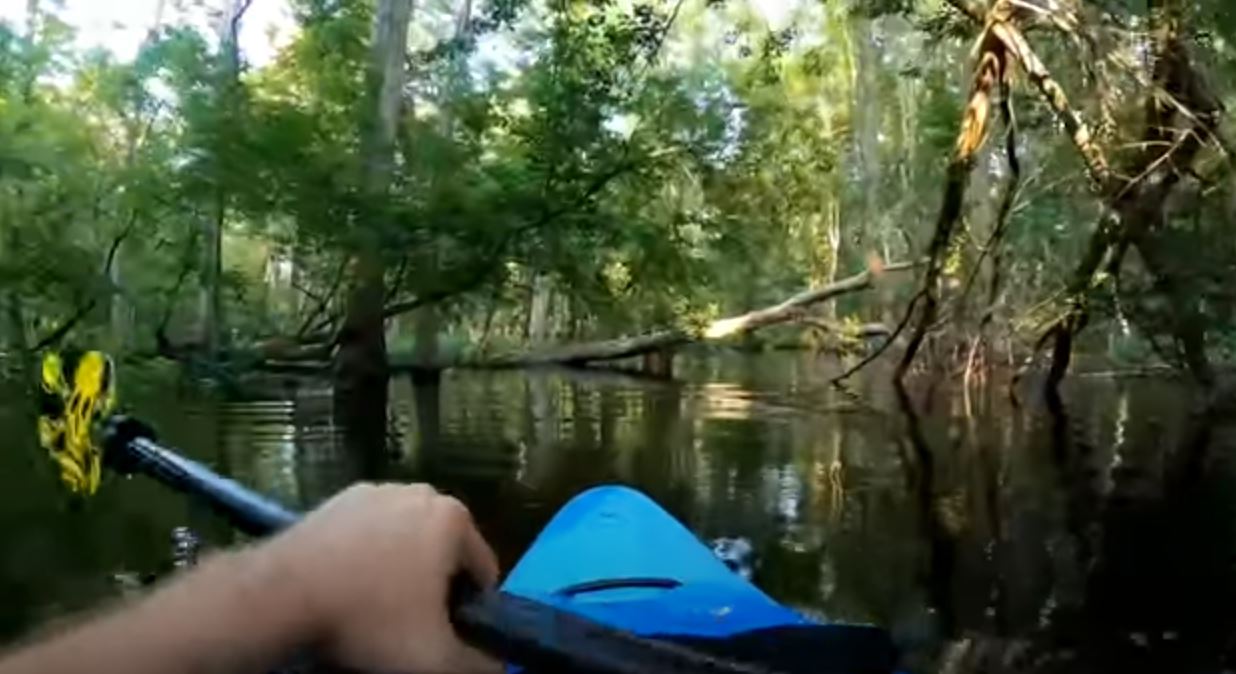 Cocodrilo ataca y da un susto de muerte a un hombre en un río de Carolina del Norte