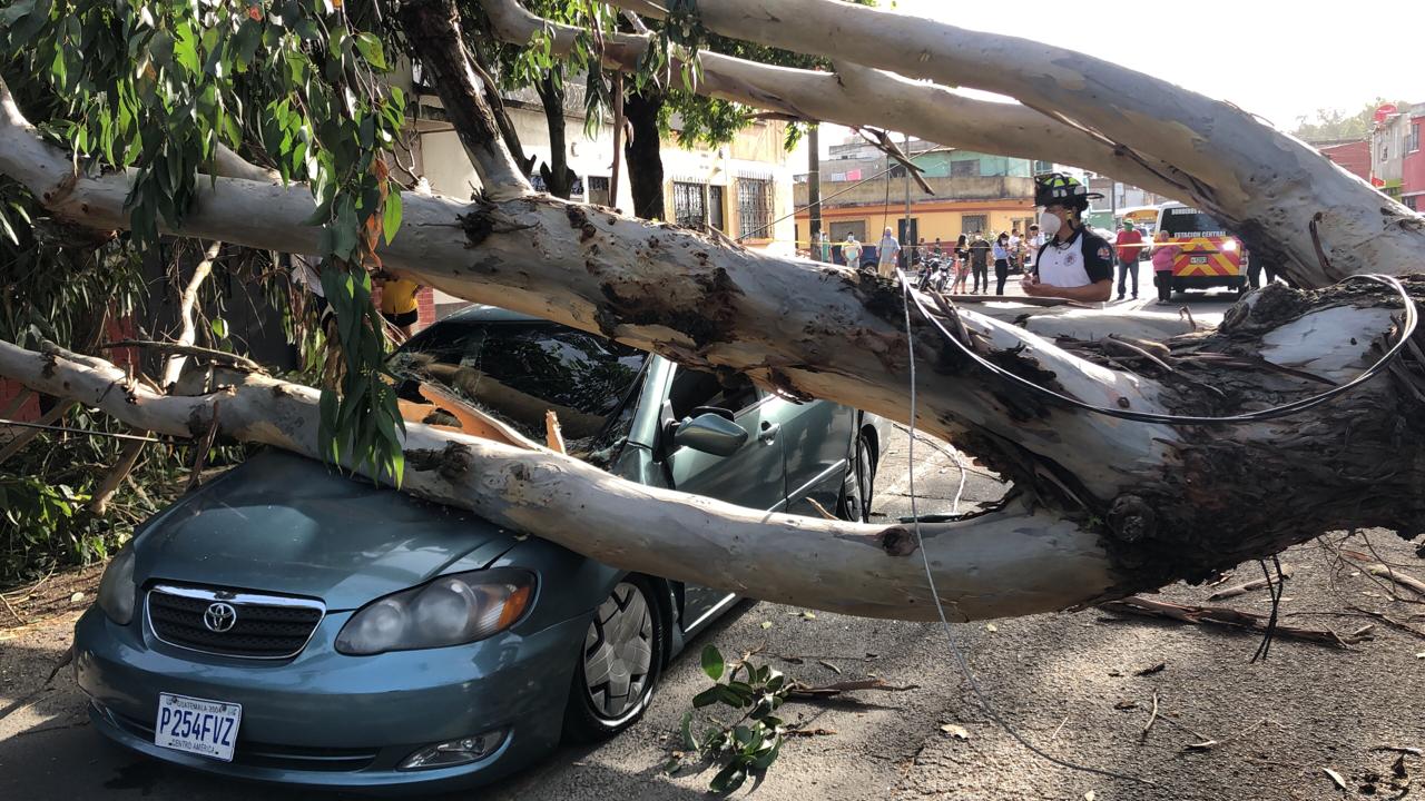 Árbol cae sobre vehículo en marcha con cuatro ocupantes en zona 5