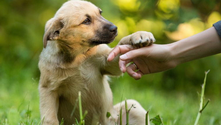 Mixco busca erradicar la venta ilegal de mascotas