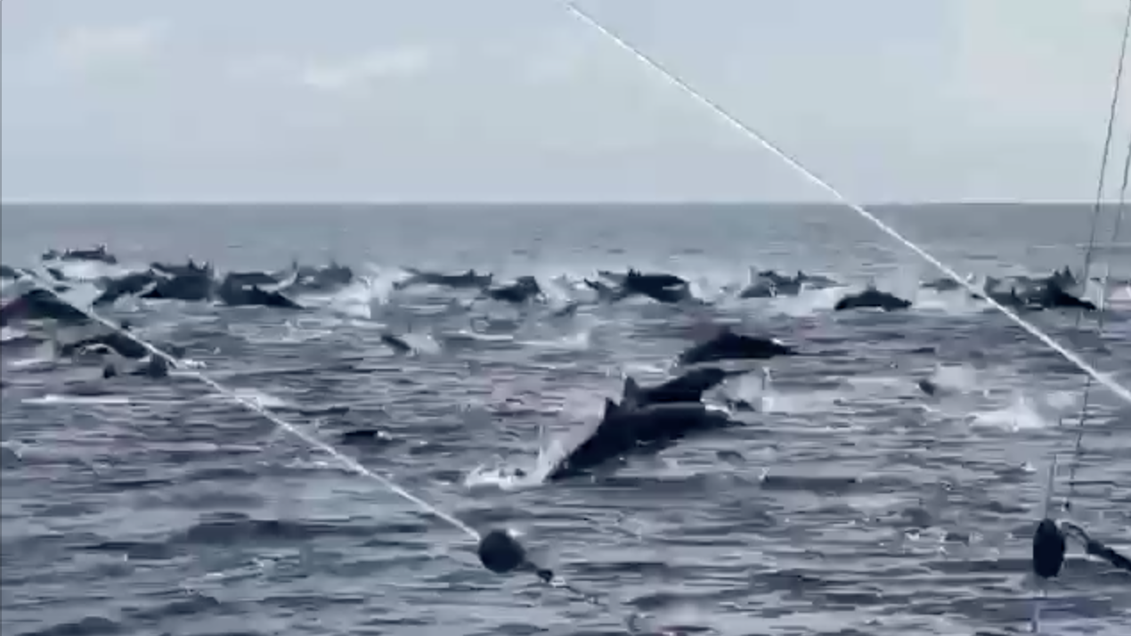 Espectacular avistamiento de delfines en playas de Puerto San José, Escuintla