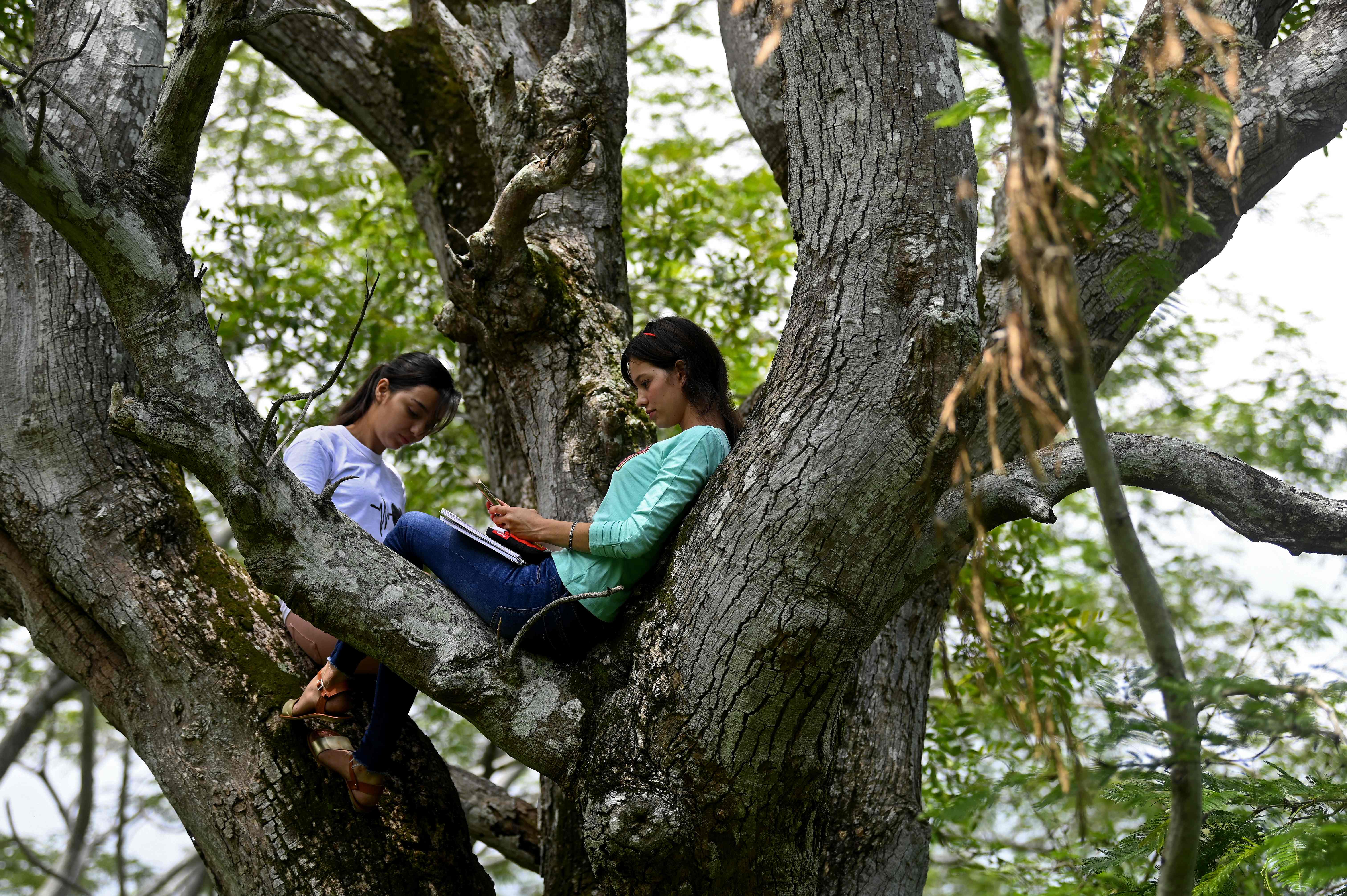Hermanas salvadoreñas estudian desde la copa de un árbol y su historia conmueve a todos