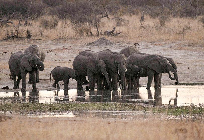 Doce elefantes mueren envenenados en un parque de Zimbabue