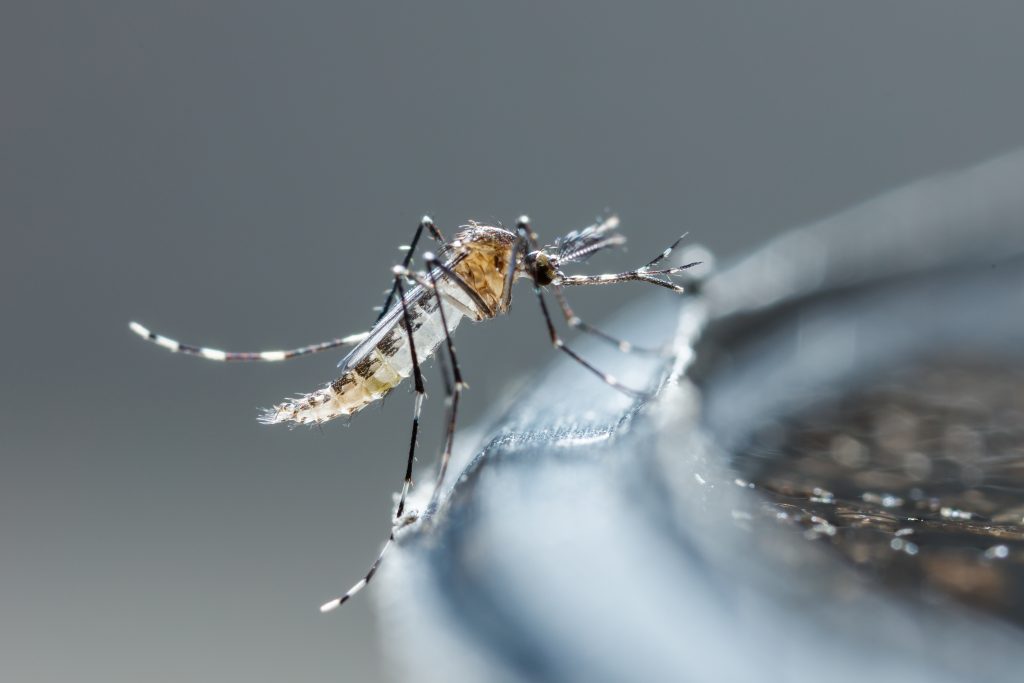 Un repelente para insectos puede matar al coronavirus, según científicos británicos