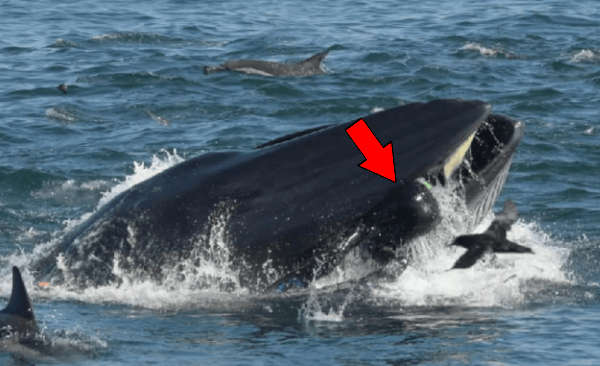 Las impresionantes imágenes de una ballena que se traga a un buzo y lo escupe vivo