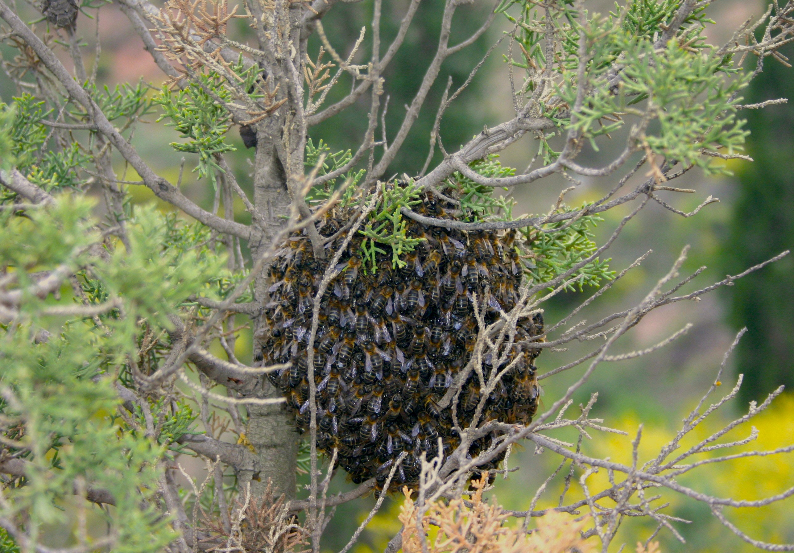 Las abejas también se mudan: ¿qué hacemos si eligen nuestra casa?