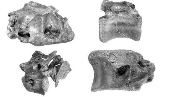 Descubren una nueva especie de dinosaurio relacionada con el Tyrannosaurus rex