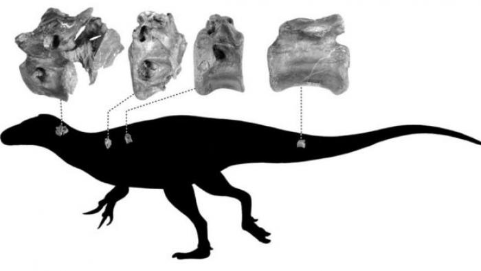 Descubren una nueva especie de dinosaurio relacionada con el Tyrannosaurus  rex – Guatevision