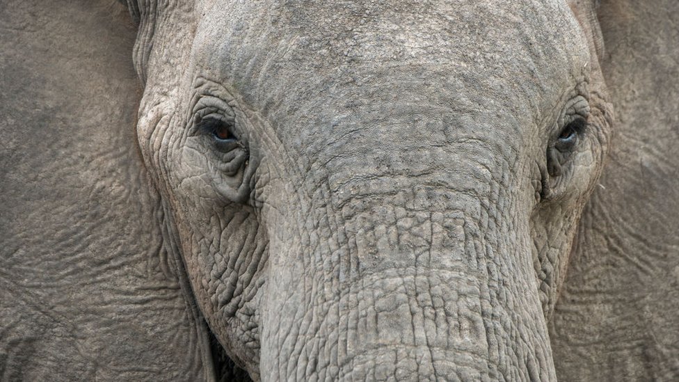 El estudio que revela cómo los elefantes machos y viejos juegan un rol crucial en la supervivencia de la especie