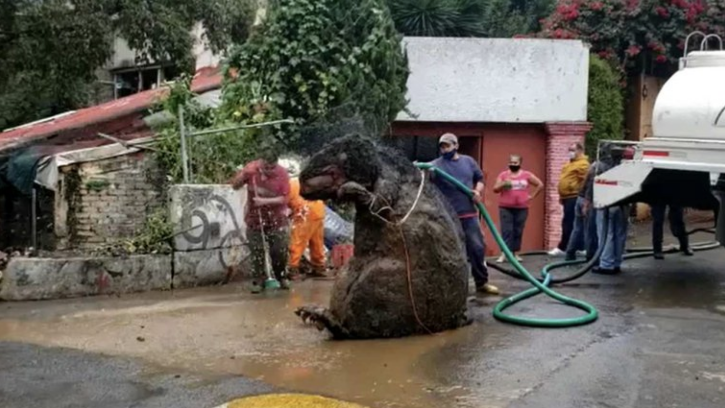 Rata gigante