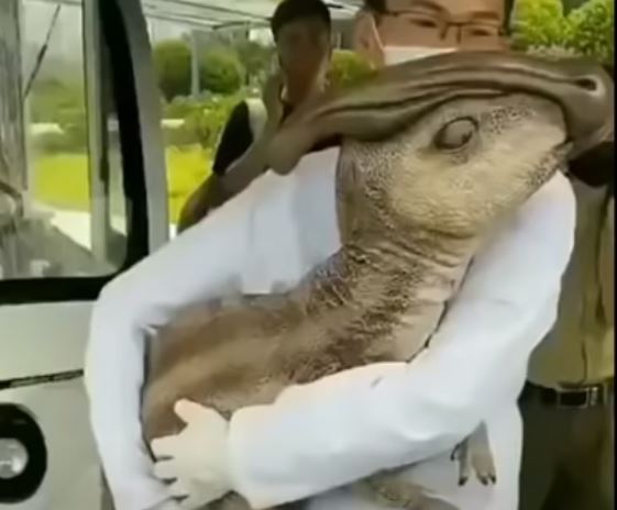 Dinosaurio “clonado” en China: la verdad detrás del video viral