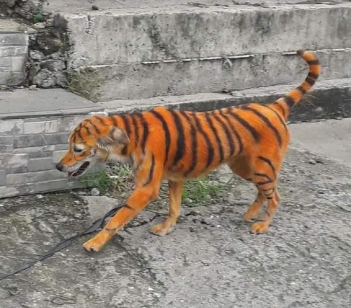 “No es gracioso”: indigna caso de maltrato animal en Malasia