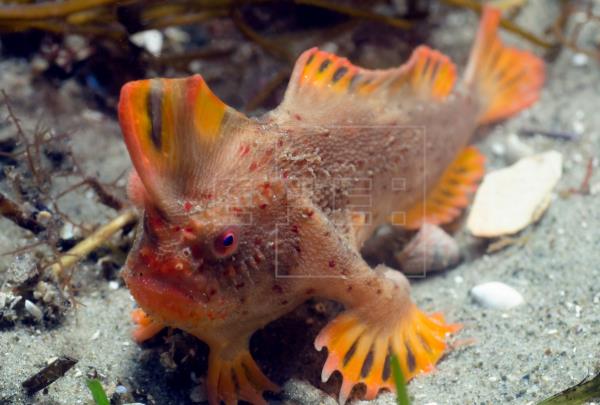 ¿Peces que caminan? científicos identifican al menos 11 especies