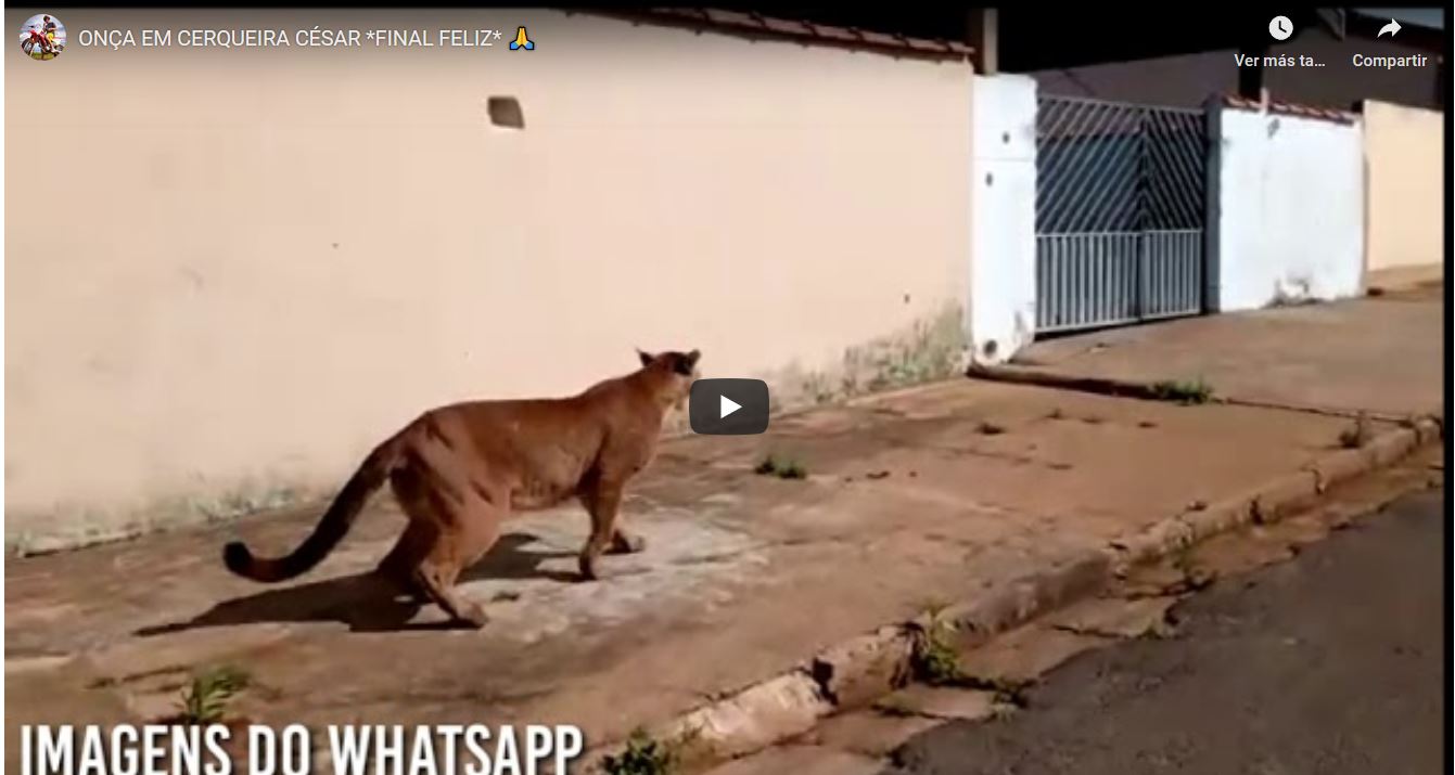 Video: puma se paseaba por las calles de un barrio brasileño donde se vivieron momentos de pánico