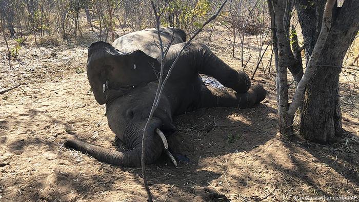 Zimbabue: desconcierto por el creciente número de elefantes muertos