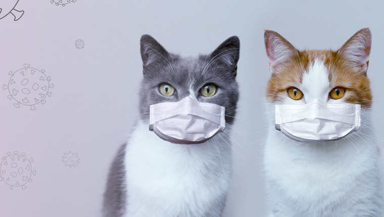 El gato con gotas: aprendiendo de los veterinarios en la lucha contra COVID-19