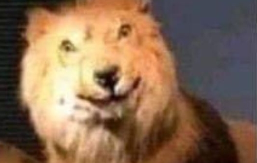 ¿Cómo dijo? Este es el origen del meme de moda del león confundido