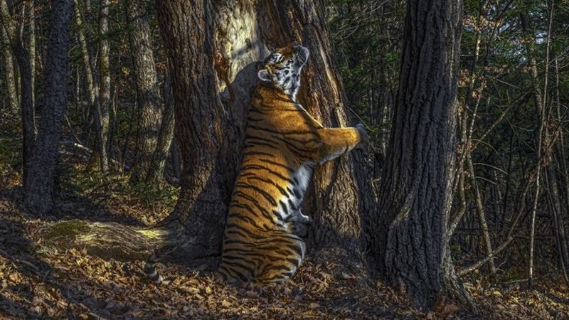 Fotógrafo de Vida Silvestre 2020: el abrazo de un tigre a un árbol y otras imágenes ganadoras
