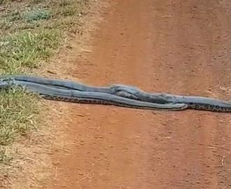 Contengan la respiración: el escalofriante momento en que un grupo de anacondas desfila ante estudiantes en la selva