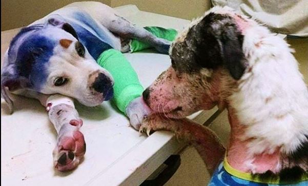 Simón, el perro que fue colgado de un árbol para ahorcarlo se recupera de los golpes y espera que lo adopten