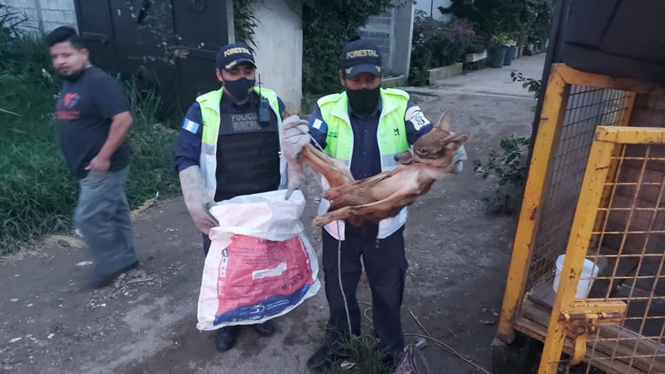 Rescatan coyote que vivía confinado en una jaula en la zona 6 de Mixco