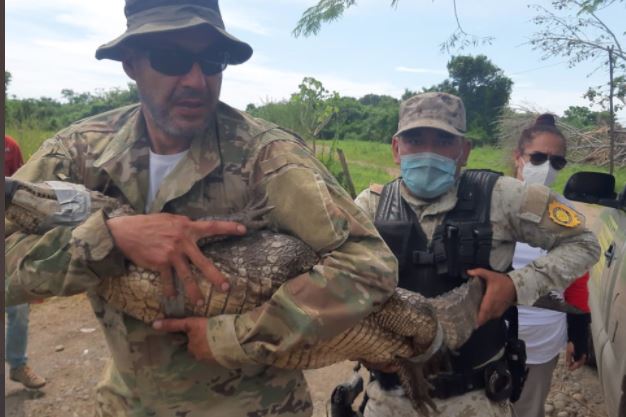 Al menos 30 caimanes negros fueron liberados en el área protegida del Manchón Guamuchal. (Foto: Conap)