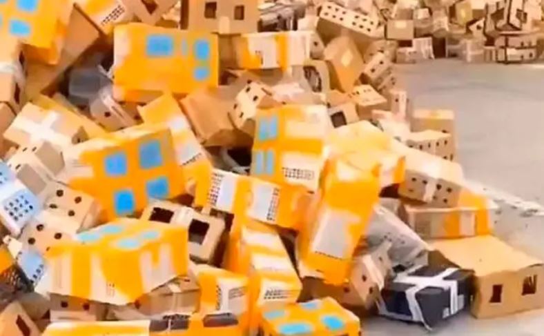 Horror en China: encuentran a 5 mil mascotas muertas embaladas en un depósito