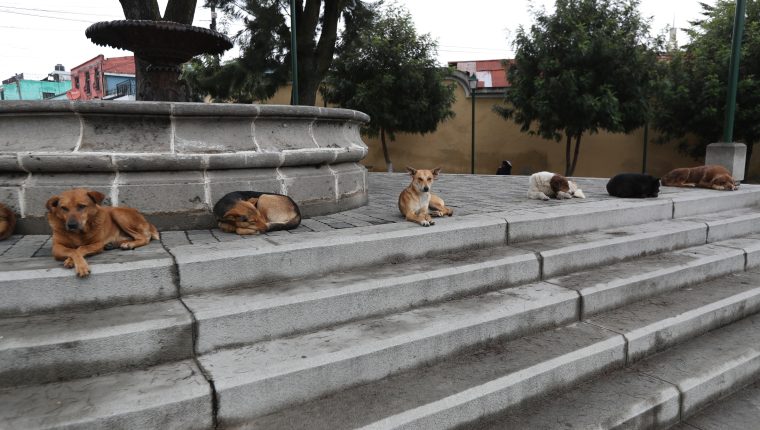 Salud hace llamado a vacunar a perros para prevenir la transmisión de rabia en humanos