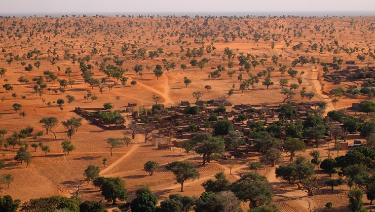 ÁRboles en el Sahara