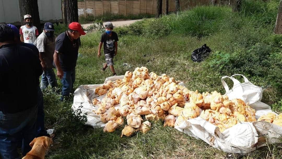 Abandonan decenas de pollos descompuestos en ruta al Pacífico