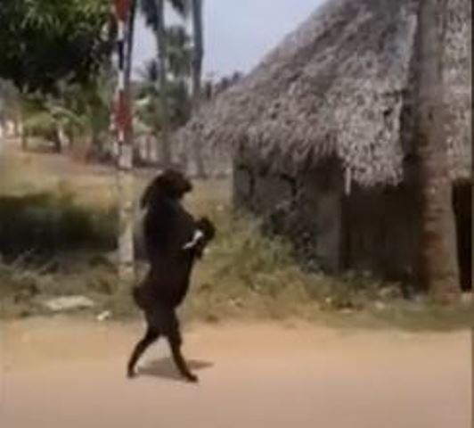 Video: La cabra que camina en dos patas para entrar a una aldea