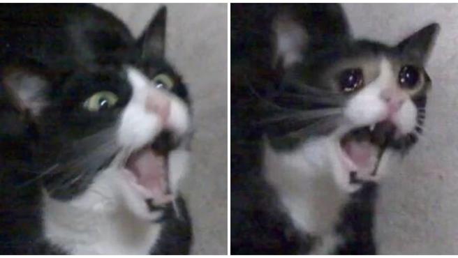 muere gata que grita
