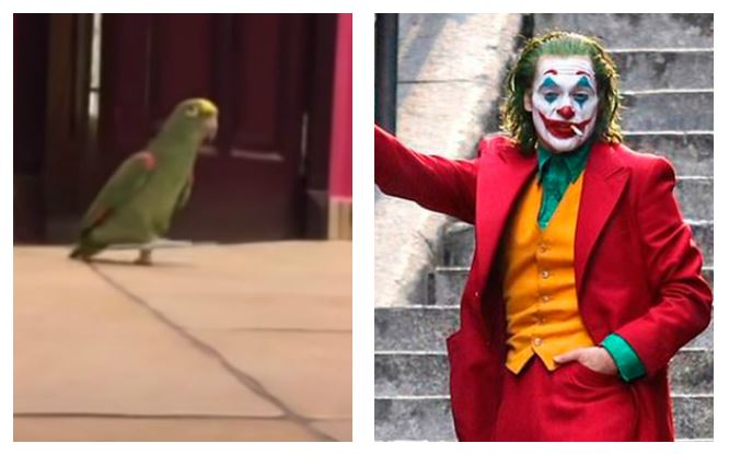 Loro se gana el cariño y admiración en redes sociales por reír como el Joker