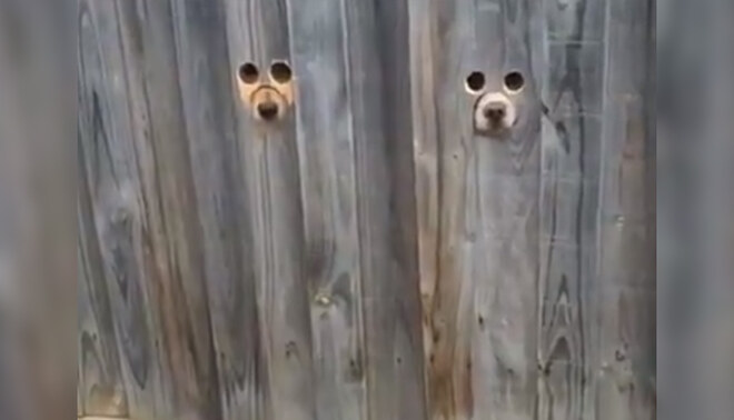 Perros causan sensación en las redes por la peculiar forma en que reciben a su dueña